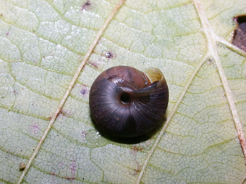 Chiocciola d''oltre Manica...